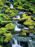 USA  Washington  Olympic National Park  creek with moss and rocks