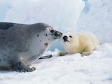Harp seal mother and pup