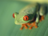 Red Eyed Tree Frog