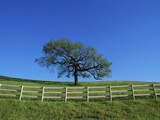 Tree and Fence in Pasture