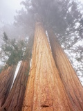 Trees in the Lost Grove