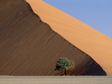 Acacia at the hillside of a dune in Namib Naukluft Park