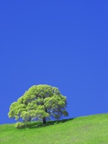 Tree and Meadow