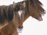 Mustang Yawning