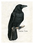 Carrion Crow