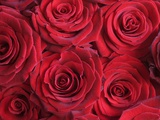 Bouquet of Red Roses