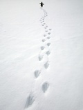 Gentoo Penguin Walking and Leaving Footprints in Snow