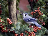 Blue Jay