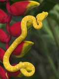 Eyelash Viper Snake on Heliconia Flower