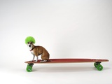 Chihuahua on a Skateboard