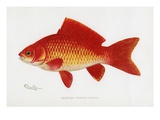 Goldfish (Carassius Auratus)
