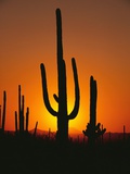 Sun Setting Behind Cacti