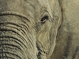 African Elephant
