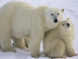 Polar Bear Mother and Cub