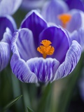 Crocus Pickwick Flower