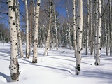 Quaking Aspens in Snow