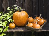 Pumpkins arranged next to a weathered fence