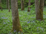 Sweet William Phlox and Yellow Trillium Blooming on Forest Floor