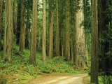Coast Redwoods