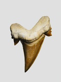 Fossil mackerel shark tooth