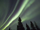 Northern Lights over Boreal Forest