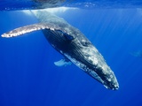 Humpback Whale Underwater