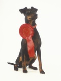 Manchester Terrier Wearing Award Ribbon