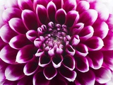 Purple Flower