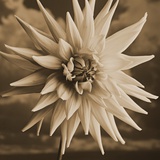 Dahlia with Clouds Behind