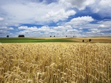 Wheat Field Under Cloud Filled Sky