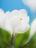 White crocus