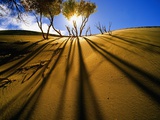 Poplar Trees on Sand Dunes in the Tengger Desert