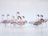 Lesser Flamingoes in Fog