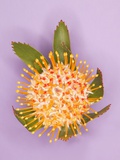 Protea Flower