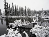 Pond and Forest in Winter