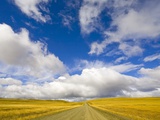 Cumulus Clouds above Rural Road