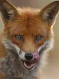 Red Fox Licking its Lips
