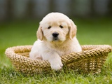 Golden Retriever Puppy in Pet Bed