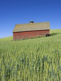 Barn Amongst Wheat Fields