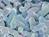 Otoliths from the Inner Ear of a Rabbit