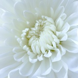 Close-up of White Flower