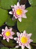 Water lilies