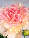 A Pale Pink and Cream-Colored Peony Blossom
