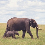 African Elephant Calf with Mother in Savanna