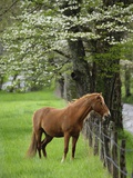 Horse Standing by Fence