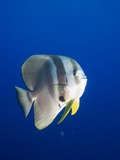Teira Batfish at Manta Reef