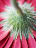 Close-Up of Back of Red Gerbera Daisy