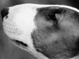 Bull terrier profile