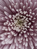 Close-Up of Pink Chrysanthemum
