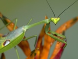 Praying Mantis on Orange Heliconia Flower